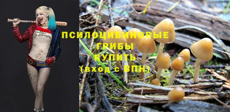 Псилоцибиновые грибы MAGIC MUSHROOMS  где продают наркотики  Гудермес 